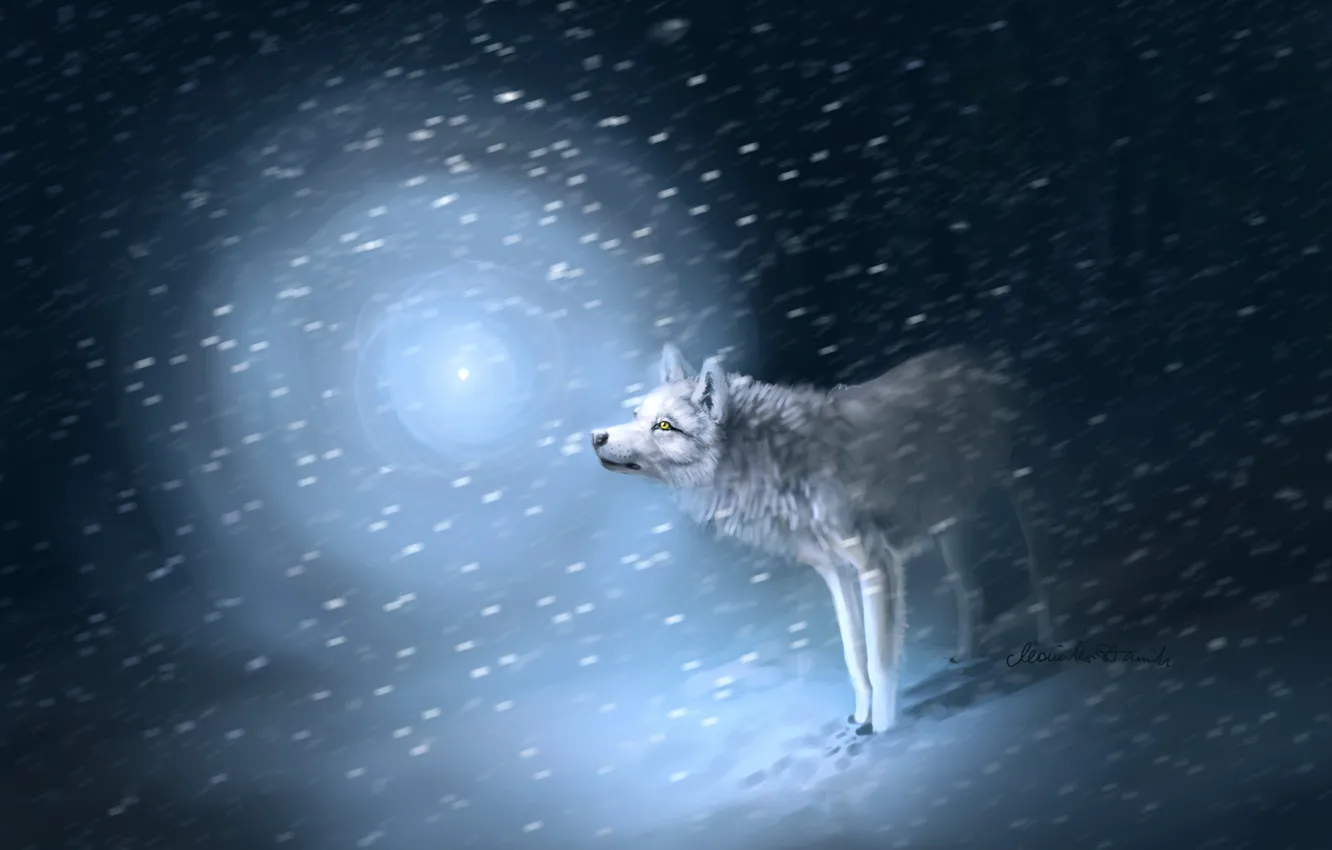 Фото обои свет, снег, следы, Волк, метель