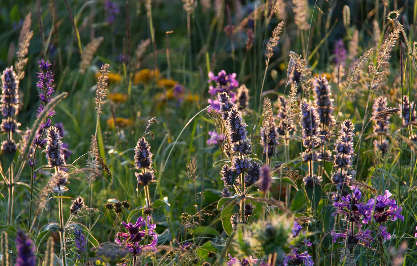 Фото обои поле, лето, трава, закат, цветы, вечер, луг, зелёное, Адыгея