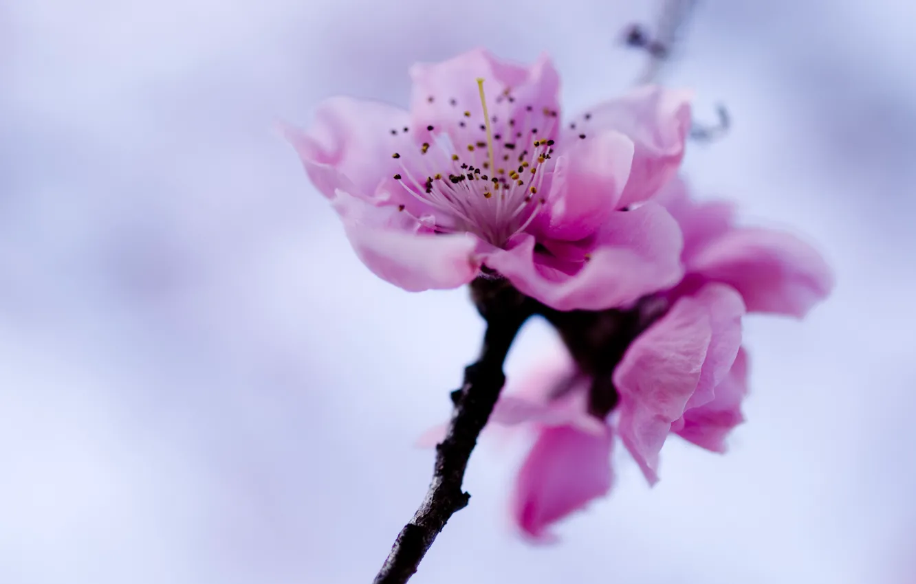 Фото обои цветок, небо, розовый, ветка, весна, сакура